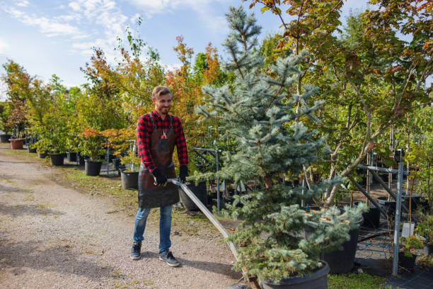 Best Tree Trimming and Pruning  in USA